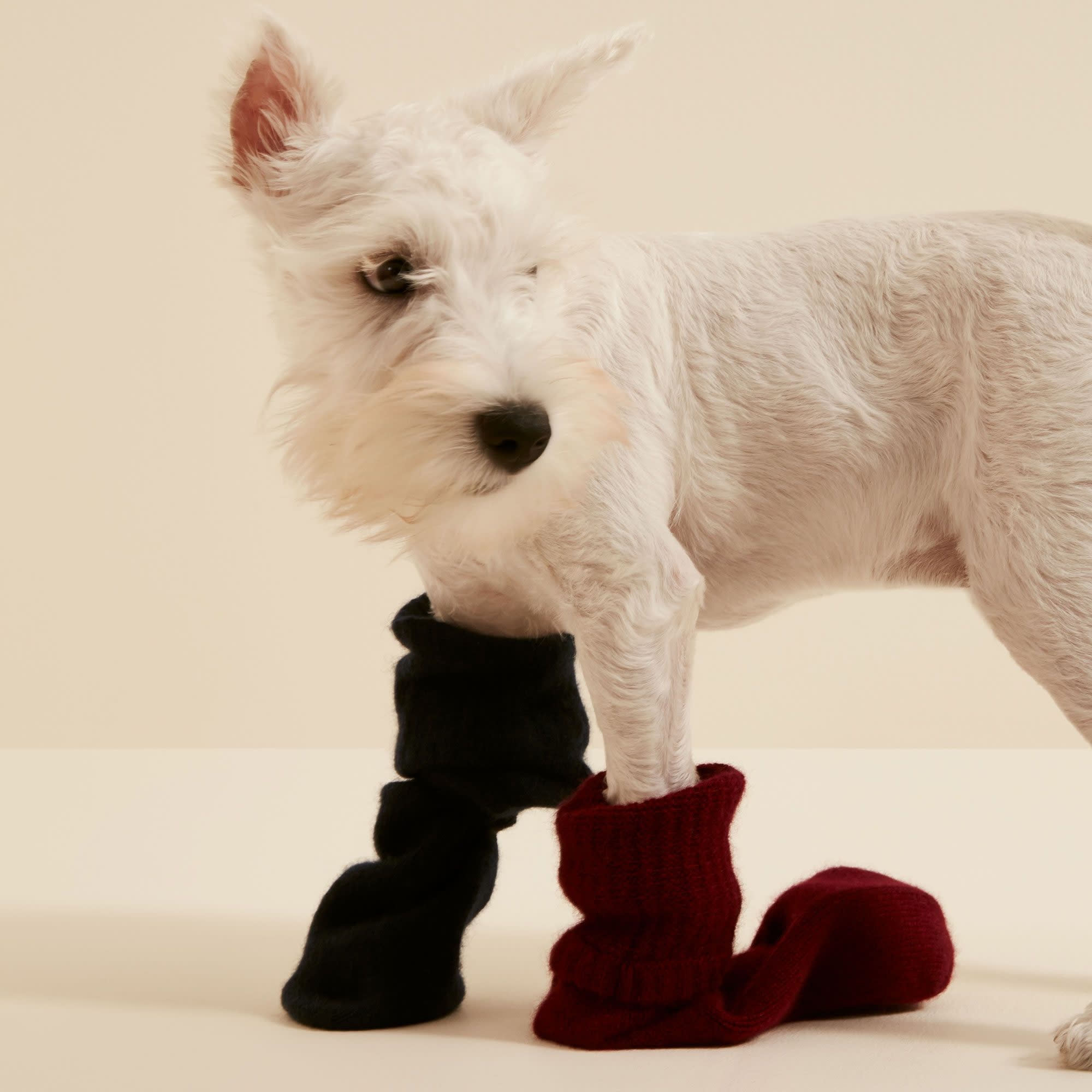 Side image of a dog standing wearing the Cashmere Socks in Cabernet and Navy